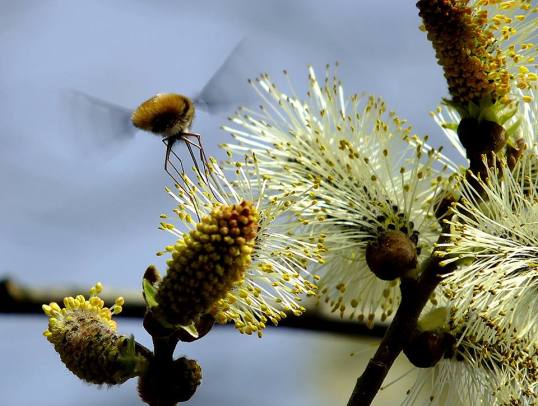Bienenweisheit 2